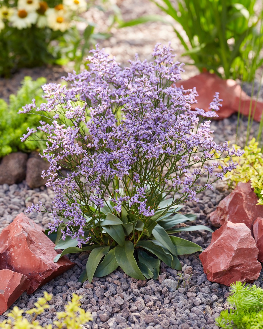 Limonium gmelinii 'Dazzle Rocks'